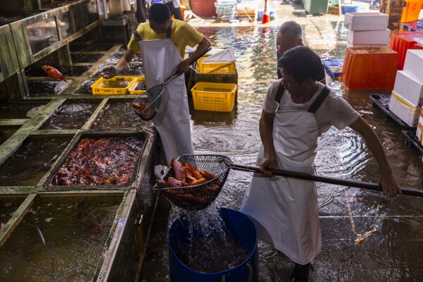 Wholesale fish top suppliers near me
